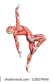 3d Rendering Male Anatomy Figure Muscles Stock Illustration 1130274545 ...