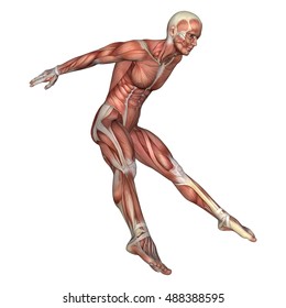 3D rendering of a male anatomy figure with muscles map jumping isolated on white background