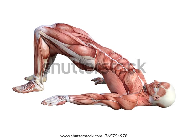 3d Rendering Male Anatomy Figure Muscles Stock Illustration 765754978