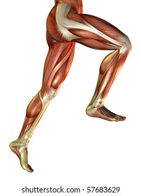 3D Rendering Of The Male Leg Muscles