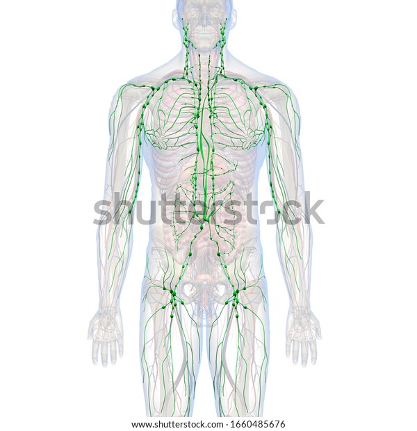3D Rendering, Male\
Lymphatic System