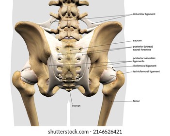 3D Rendering of Male Sacroiliac Ligament, Pelvic and Hip Bones, Labeled Rear View