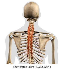3D Rendering of Male Semispinalis Thoracis Muscles Isolated on Skeleton