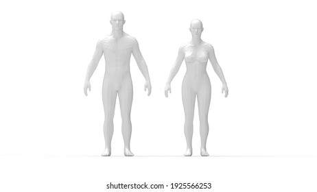 3D rendering of a man and a woman standing anatomical overview.