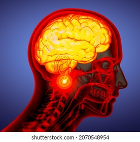 3D Rendering Medical Illustration Of The Brain  - Side View