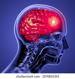 3D Rendering Medical Illustration Of The Brain  - Side View