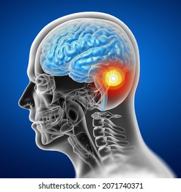 3D Rendering Medical Illustration Of The Brain - Side View