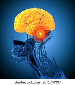 3D Rendering Medical Illustration Of The Brain - Side View