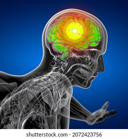 3D Rendering Medical Illustration Of The Brain  - Side View