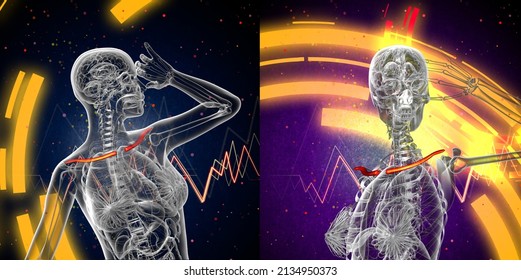 3d Rendering Medical Illustration Of The Clavicle Bone 