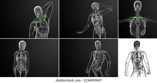 3d Rendering  Medical Illustration Of The Clavicle Bone