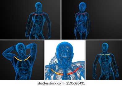 3D Rendering Medical Illustration Of The Clavicle Bone 