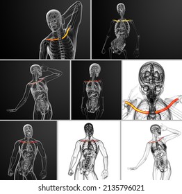 3d Rendering Medical Illustration Of The Clavicle Bone 