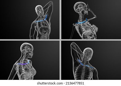 3d Rendering Medical Illustration Of The Clavicle Bone 