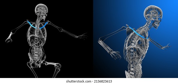 3d Rendering Medical Illustration Of The Clavicle Bone