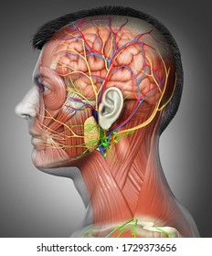 3d rendering medical illustration of male head anatomy for education