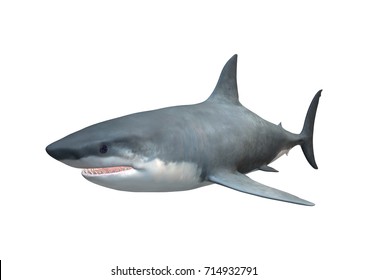 54 Carcharocles megalodon Images, Stock Photos & Vectors | Shutterstock