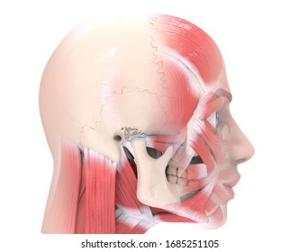 3d Rendering Model Of The Temporomandibular Joint