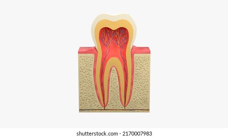 3d Rendering Of The Molar Tooth Anatomy