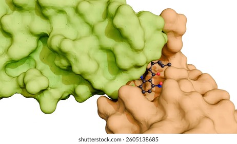 A 3d rendering of a molecular glue mediating the interaction between two proteins, the target proteins that the molecular glue is bringing together.