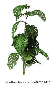 3D Rendering Of A Monstera Plant Isolated On White Background