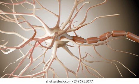 3d rendering of Multipolar neurons. Multipolar neurons are the most common type of neuron