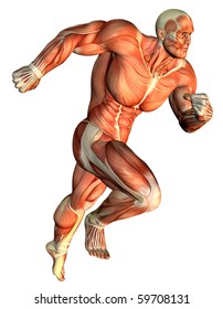 3D Rendering Muscle Galloping Body Builder