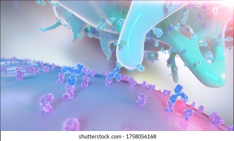3D rendering of a Natural Killer Cell (NK Cell) recognizing antibody labeled cancer cell using Fc gamma receptor, an antibody and a Major Histocompatibility Complex (MHC)