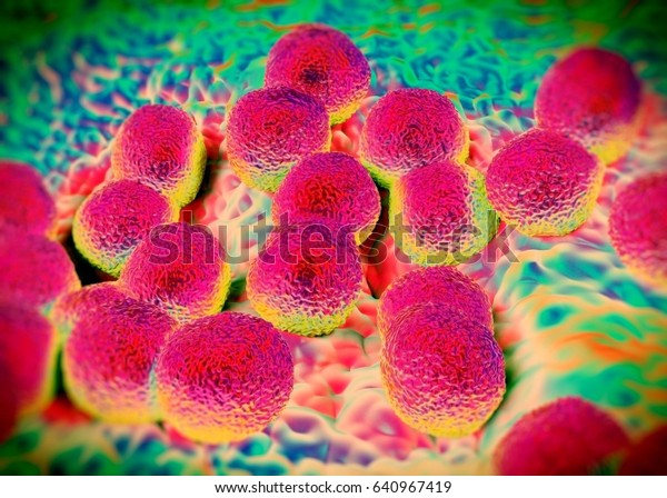 3d Rendering Neisseria Gonorrhoeae Bacteria Stock Illustration 640967419 Shutterstock 5130