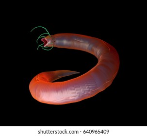 3d Rendering - Nematode Worm