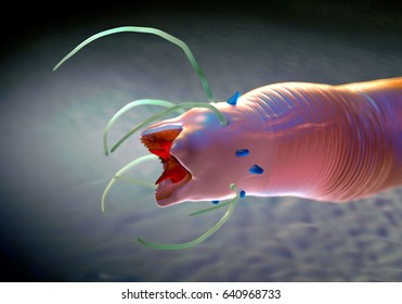 3d Rendering - Nematode Worm