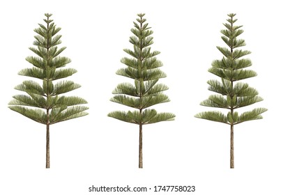 Norfolk Pine High Res Stock Images Shutterstock