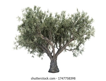 3d rendering of Olive tree