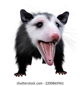 3D Rendering Of An Opossum Animal Isolated On White Background