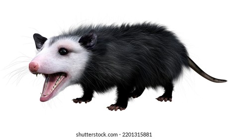 3d Rendering Opossum Animal Isolated On Stock Illustration 2201315881 ...