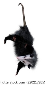 3D Rendering Of An Opossum Animal Isolated On White Background