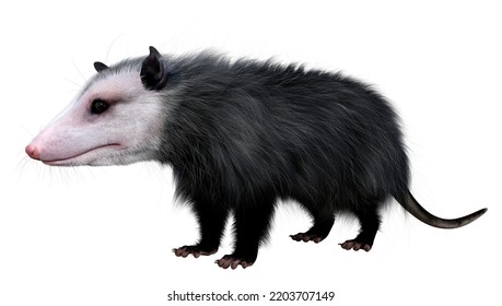 3D Rendering Of An Opossum Animal Isolated On White Background