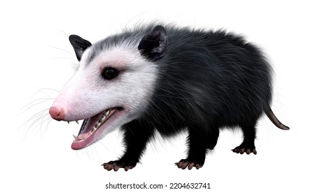 3D Rendering Of An Opossum Animal Isolated On White Background