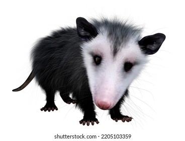 3d Rendering Opossum Animal Isolated On Stock Illustration 2205103359 