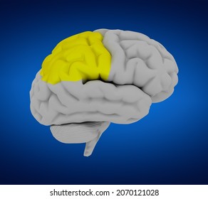 3D Rendering Parietal Lobe - Human Brain In Side View
