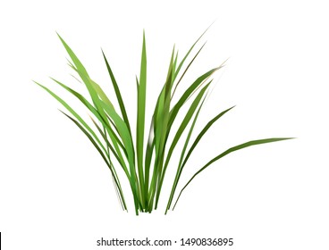 3D Rendering Of A Patch Of Grass Isolated On White Background