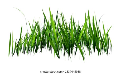 3D Rendering Of A Patch Of Grass Isolated On White Background