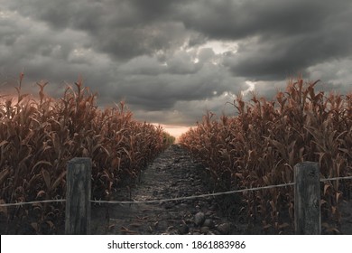 3d Rendering of pathway in the middle of withered cornfield in front of dramatic sky