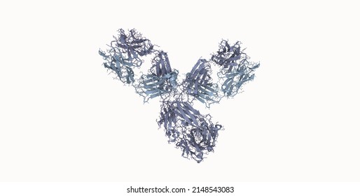 3D Rendering Of Pembrolizumab Molecular Structure. Pembrolizumab Is A Humanized Antibody Used In Cancer Immunotherapy.