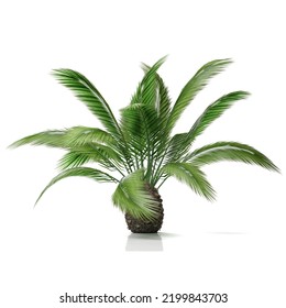 3d rendering of a phoenix canariensis plant