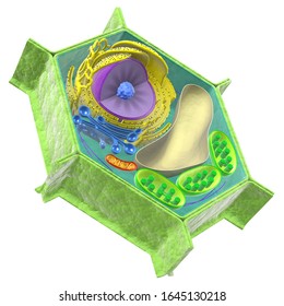 3D Rendering Plant Cell Biology Cutaway