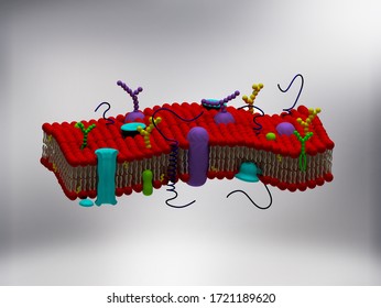 3D rendering of plasma membrane.