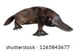 3D rendering of a platypus or Ornithorhynchus anatinus isolated on white background