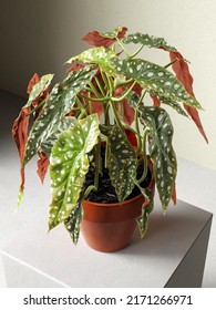 3d Rendering Polka Dot Begonia In Pot