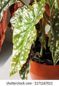 3d Rendering Polka Dot Begonia In Pot